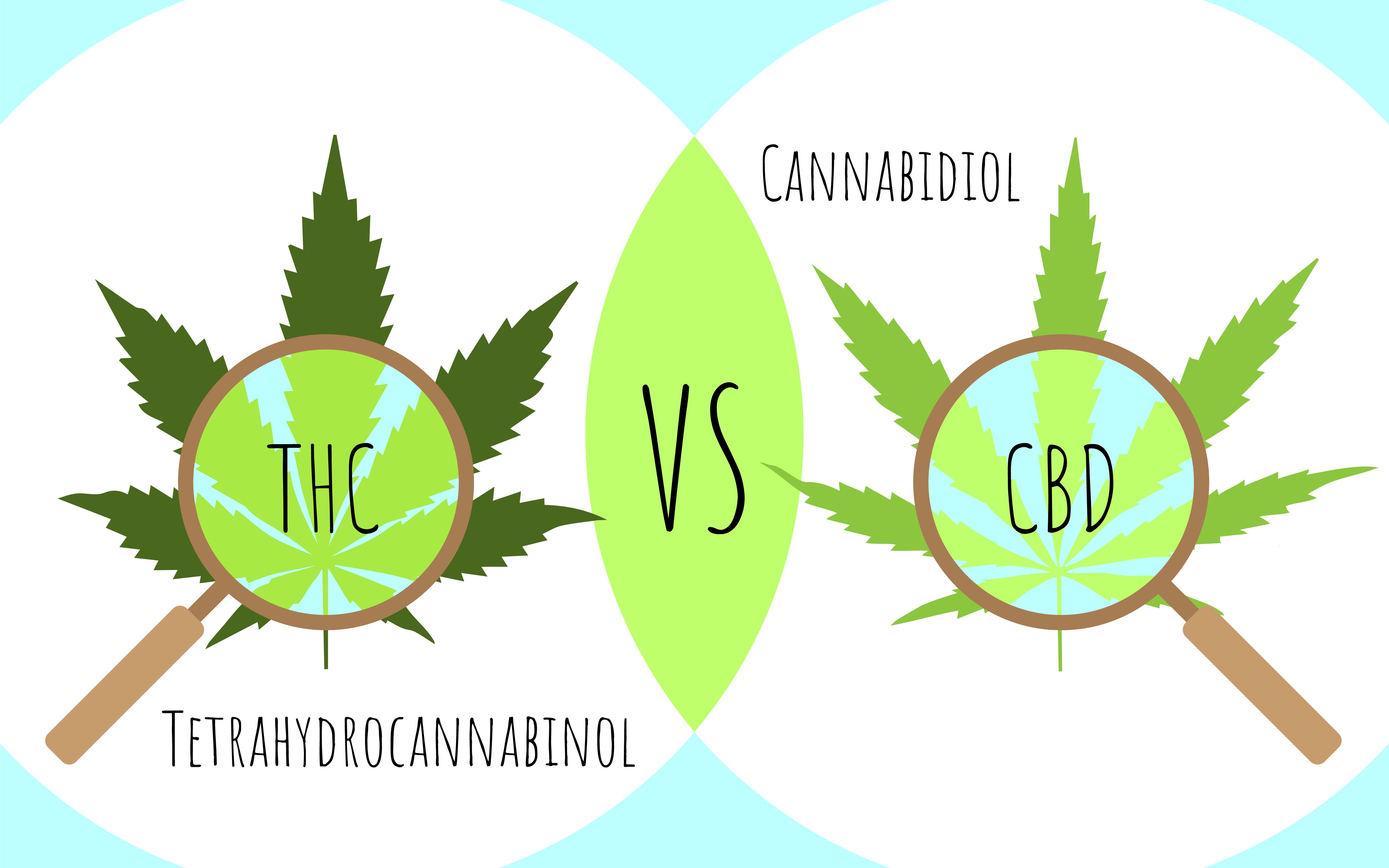 Maine Coast Hemp_THC vs CBD