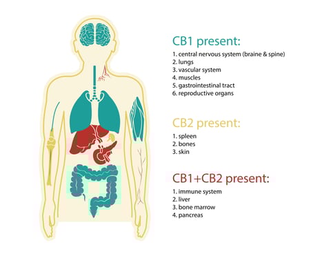 How CBD works with the endocannabinoid system