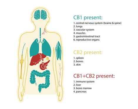 How CBD works with the endocannabinoid system